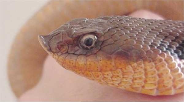 Ton an eastern hognose snake (photo from Wikimedia Commons)