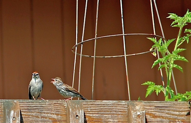 Chipping sparrow juvenile, begging from adult (photo by Marcy Cunkelman)