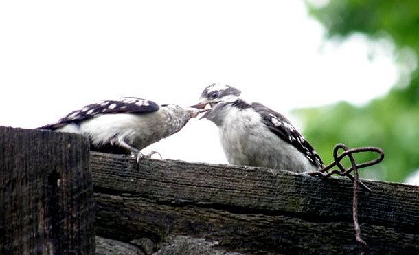 Female downy woodpecker feeding young (photo by Marcy Cunkelman)