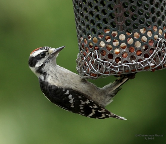 Downy woodpecker "teenager" (photo by Marcy Cunkelman)