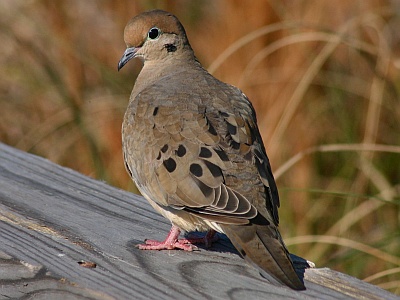 Mourning dove (photo by Chuck Tague)