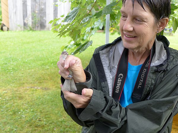 Marcy Cunkelman, ready to release a banded red-eyed vireo, 19 July 2014 (photo by Kate St. John)
