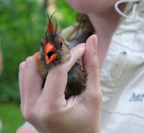 Hey! says this female northern cardinal on banding day (photo by Kate St. John)