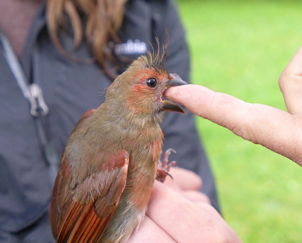 Immature male northern cardinal is distracted by biting someone's finger (photo by Kate St. John)