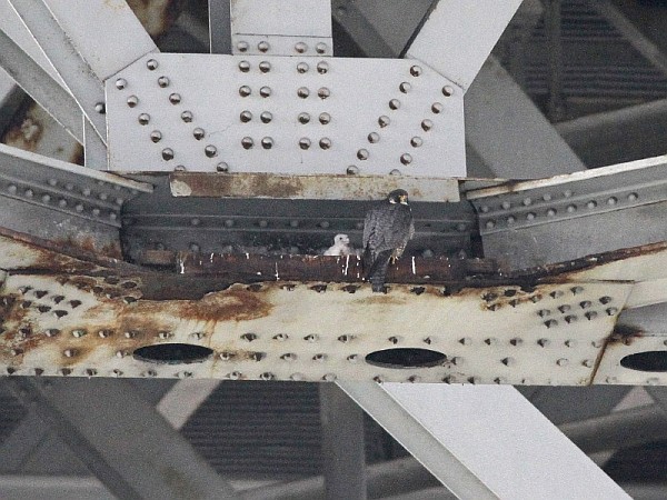 Peregrine nest at old I-90 Inner Loop span, 2012 (photo by Chad+Chris Saladin)
