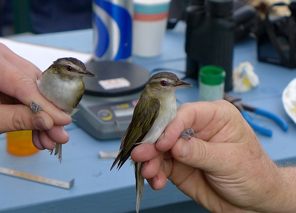 Two male red-eyed vireos (photo by Kate St. John)