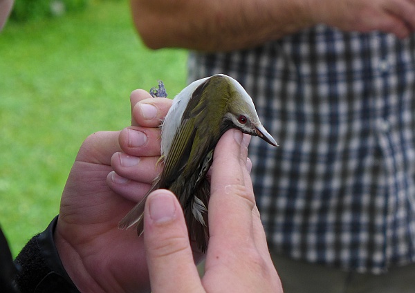 The red-eyed vireo has a flexible neck (photo by Kate St. John)
