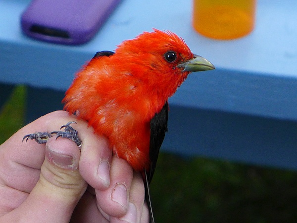 Best bird -- scarlet tanager -- Banding Day at Marcy's, 19 July 2014 (photo by Kate St. John)