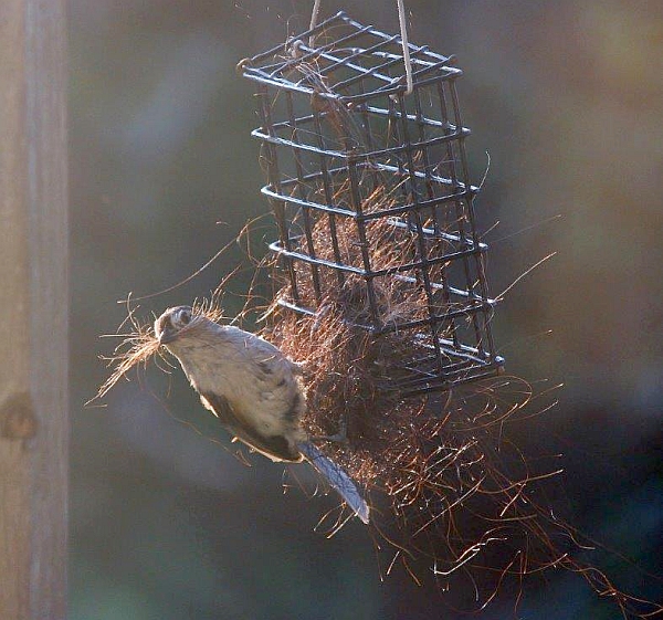 Tufted titmouse collecting horse hair for its nest (photo by Marianne Atkinson)