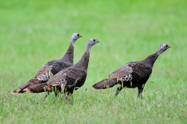 Wild turkeys (photo by Steve Gosser)