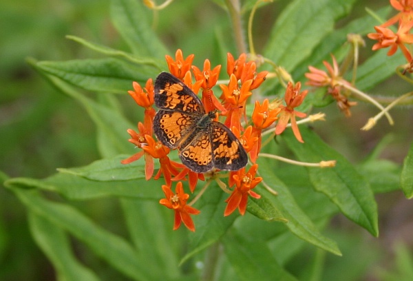 Butterfly on butterfly weed (photo by Kate St. John)