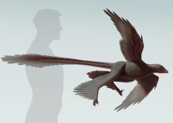 Four-winged dinosaur, Changyuraptor yangi, discovered in China (illustration by Stephanie Abramowicz, NHM)