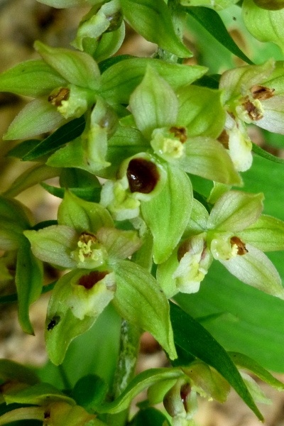 Helleborine Orchid, McConnell's Mill (photo by Dianne Machesney)