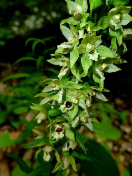 Helleborine Orchid, McConnell's Mill (photo by Dianne Machesney)