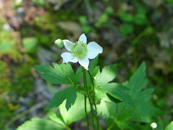 Thimbleweed, Armstrong County, 12 July 2014 (photo by Kate St. John)