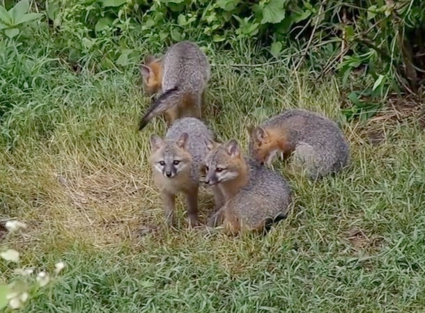 Gray fox kits, Allegheny County, June 2014 (image from Tana A's video)