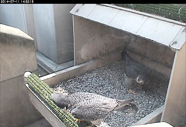 Dorothy and E2 after a bowing session at the Cathedral of Learning nestbox (photo from the National Aviary snapshot camera at Univ of Pittsburgh)
