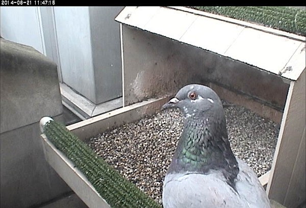 Pigeon at the Pitt nest box, 21 June 2014 (photo from the National Aviary falconcam at Univ of Pittsburgh)