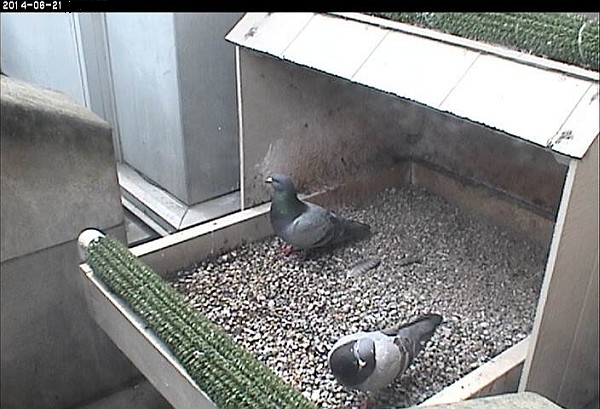 Cathedral of Learning pigeons on alert (photo from the National Aviary falconcam at Univ of Pittsburgh)
