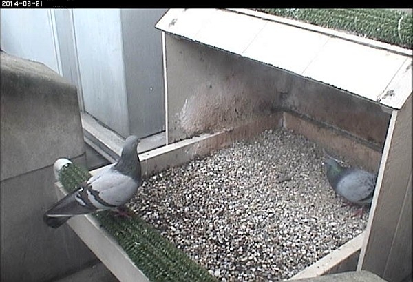 Pigeons at the Pitt peregrine nest, 21 June 2014 (photo from the National Aviary falconcam at Univ of Pittsburgh)