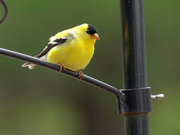 Male American goldfinch (photo by Chuck Tague)