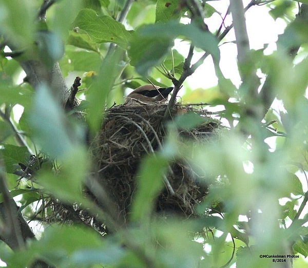 Cedar waxwing on nest, early August (photo by Marcy Cunkelman)