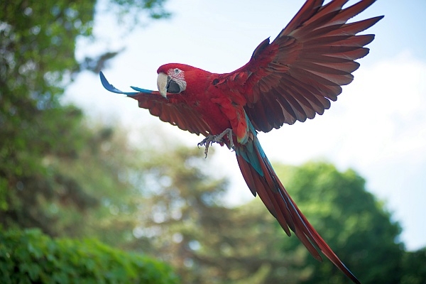 Green-winged macaw at the National Aviary (photo courtesy of the National Aviary)