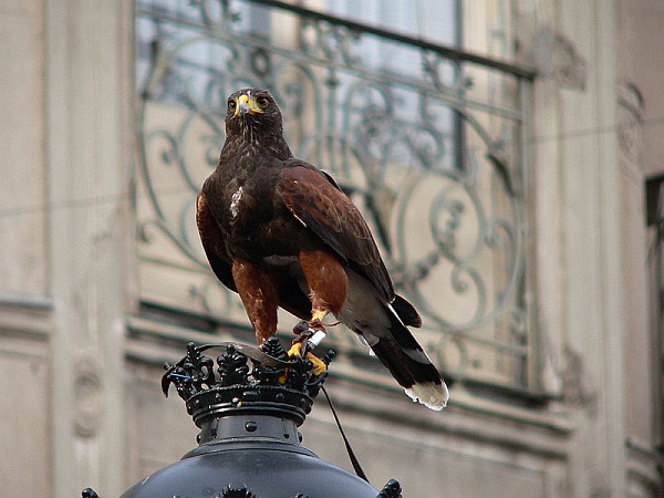 Harris' Hawk working as a falconer's bird in Spain (photo by Manuel González Olaechea y Franco via Wikimedia Commons)