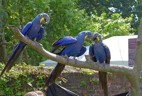 Hyacinth macaws at the Taking Flight show at the National Aviary (photo by Kate St. John)