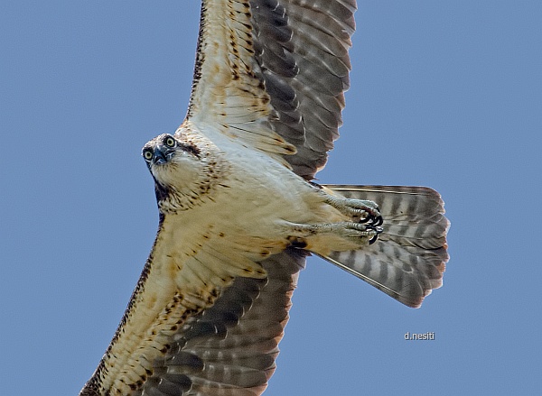 Juvenile opsrey flying at Duquesne, PA (photo by Dana Nesiti)