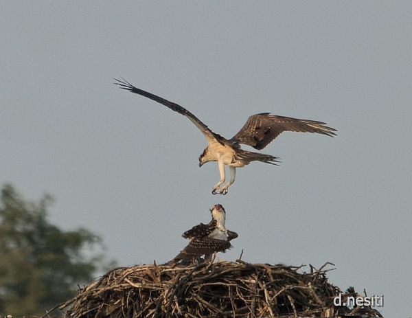 Osprey at nest, Aug 2014 (photo by Dana Nesiti)
