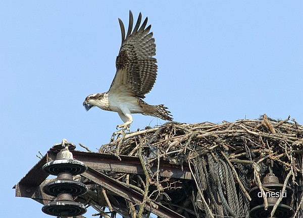 Osprey flying for the first time, 8 Aug 2014 (photo by Dana Nesiti)