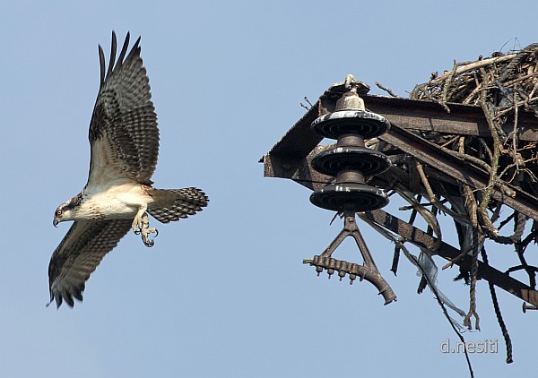 Osprey fledges, 8 Aug 2014 (photo by Dana Nesiti)