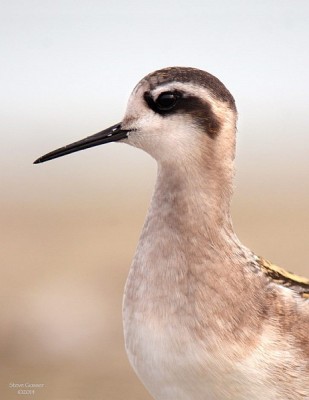 Red-necked phalarope at Conneaut Harbor, 16 Aug 2014 (photo by Steve Gosser)