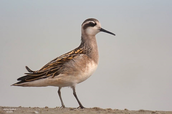 Red-necked phalarope at Conneaut Harbor (photo by Steve Gosser)