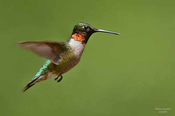 Ruby-throated hummingbird (photo by Steve Gosser)