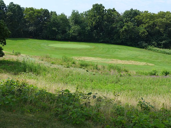 Schenley Park Golf Course, the rough is rough (photo by Kate St. John)