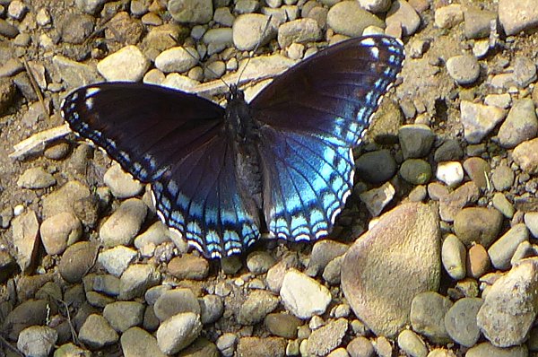 Red spotted purple butterfly (photo by Kate St. John)