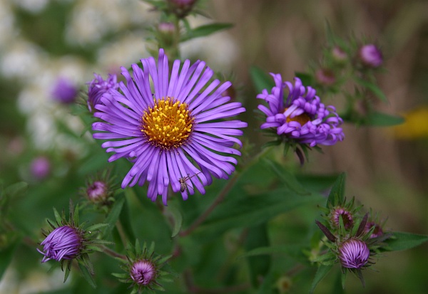 Aster in New England (photo by Kate St. John)