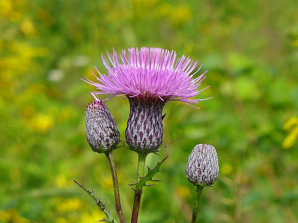 Swamp thistle in bloom (photo by Kate St. John)