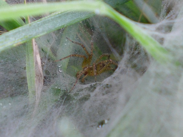 Funnel spider in his web (photo by Kate St. John)