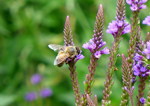 Honeybee at blue vervain, August 2014 (photo by Kate St. John)