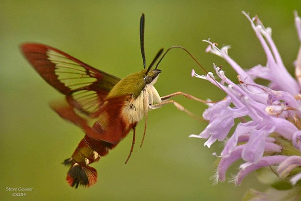 Hummingbird moth at wild bergamot (photo by Steve Gosser)