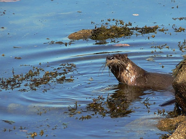 Curious river otter (photo by David Stanley via Wikimedia Commons)