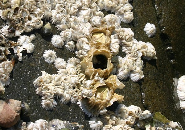 Barnacles in a Maine tidal pool (photo by Kate St. John)