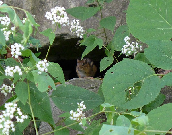 Chipmunk in a rock crevice, Schenley Park (photo by Kate St. John)