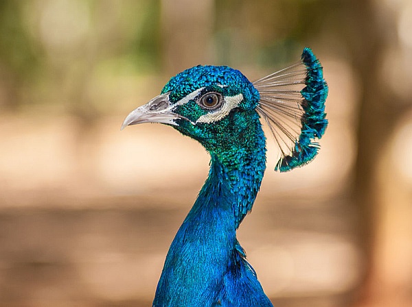 Peacock, Pavo cristatus, in Venezuela (photo in the public domain by Wilfredor via Wikimedia Commons)