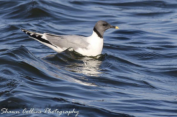 Sabine's gull at Pymatuning Spillway, 5 Sep 2014 (photo by Shawn Collins)