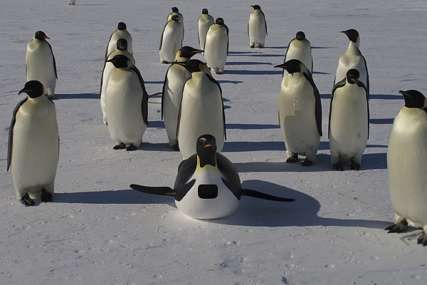 Emperor penguins with a spy in the Huddle, a PBS NATURE Special (photo courtesy of Frederique Olivier/©JDP)