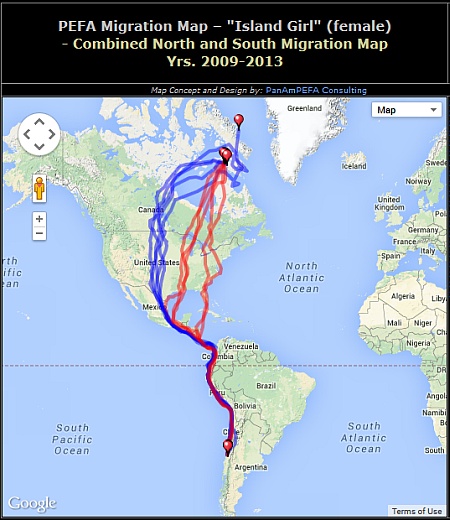 5-year map of arctic peregrine -- Island Girl -- migration routes (map from Southern Cross Peregrine Project)